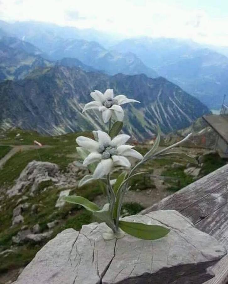 Apartamento Mes Lastei Campitello di Fassa Exterior foto