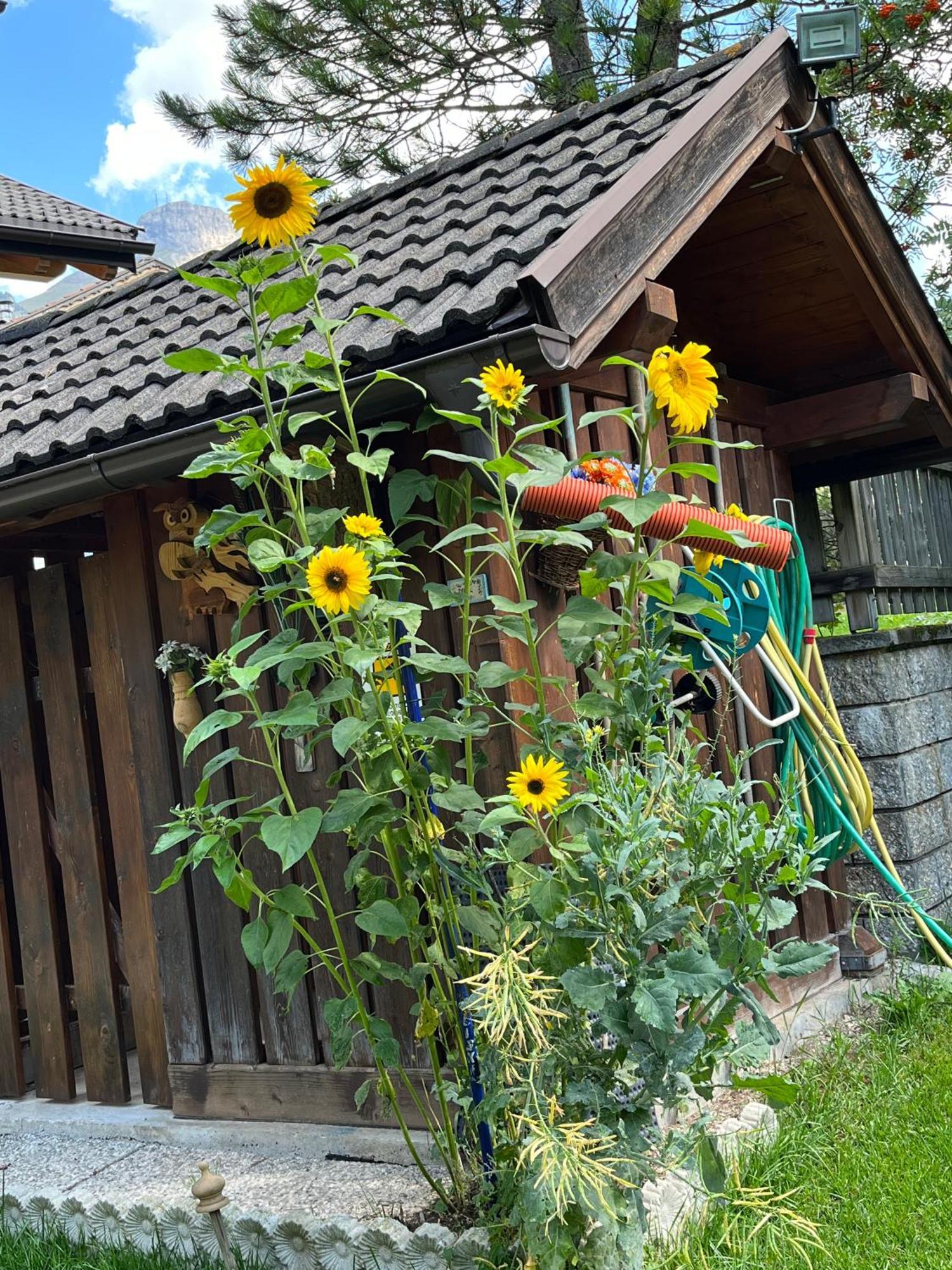 Apartamento Mes Lastei Campitello di Fassa Exterior foto
